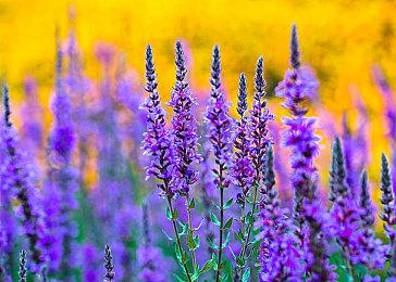 E3：《弹丸论破三部曲》加桌游年内登陆Switch